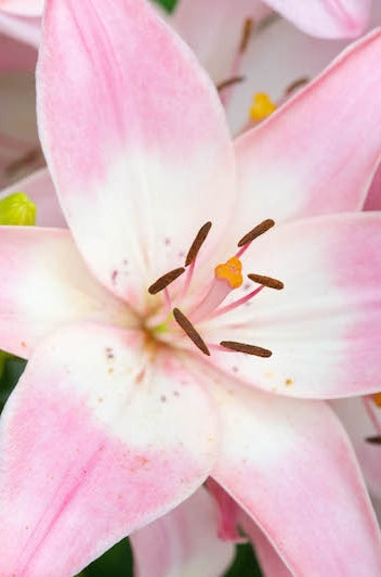 Pink Hybrid Lily