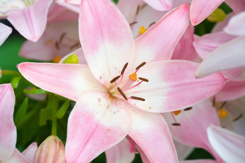 white lily with pink spots Hybrid Lilies