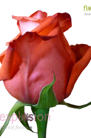 Impulse Orange Rose