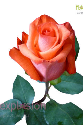 Impulse Orange Rose