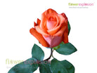 Impulse Orange Rose
