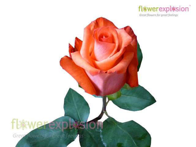 Impulse Orange Rose