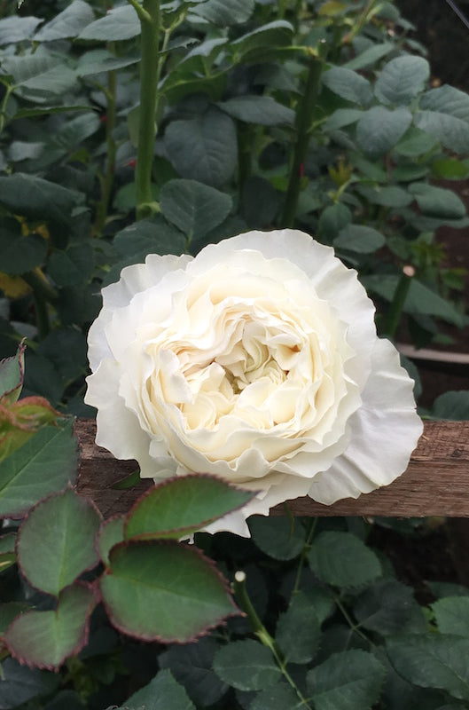 Ivory White Garden Rose | White Cloud