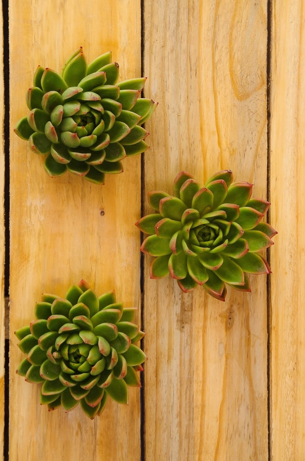 Jade Green Succulents