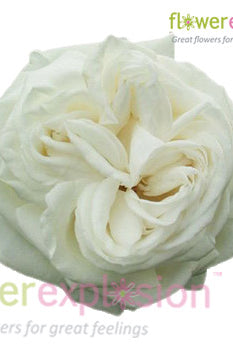 Jeanne Moreau Garden Rose