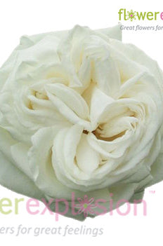 Jeanne Moreau Garden Rose