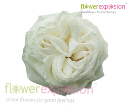 Jeanne Moreau Garden Rose