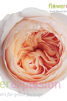 Juliet Peach Garden Rose | David Austin