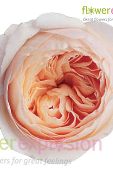 Juliet Peach Garden Rose | David Austin