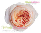 Juliet Peach Garden Rose | David Austin