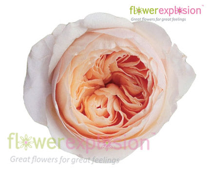 Juliet Peach Garden Rose | David Austin