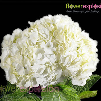White Jumbo Hydrangea