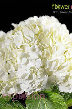 White Jumbo Hydrangea