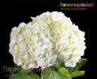 White Jumbo Hydrangea