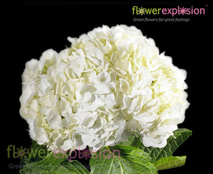 White Jumbo Hydrangea
