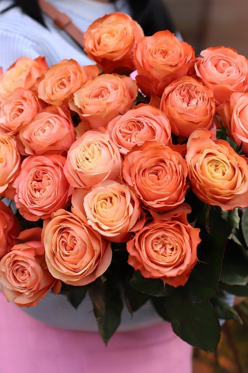 Kahala Peachy Fall Roses