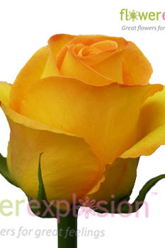 Kerio Yellowr Rose