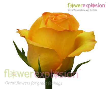 Kerio Yellowr Rose