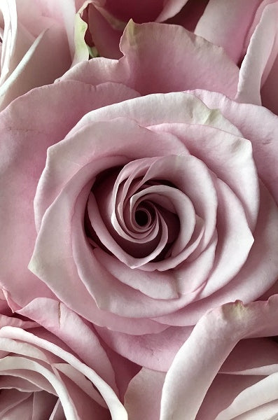secret-garden-rose