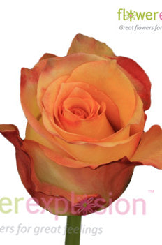 Latin Beauty Red & Cream Rose