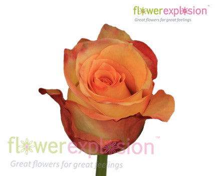 Latin Beauty Red & Cream Rose
