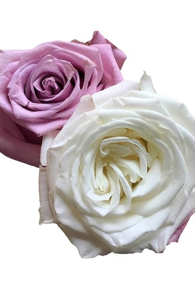 lavender white rose