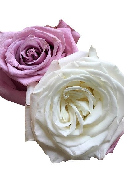 lavender white rose