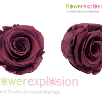 Deep Lavender Preserved Rose