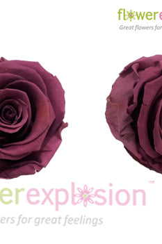 Deep Lavender Preserved Rose