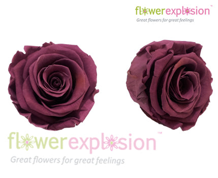 Deep Lavender Preserved Rose