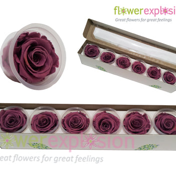Deep Lavender Preserved Rose