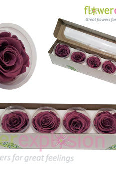 Deep Lavender Preserved Rose