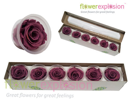 Deep Lavender Preserved Rose