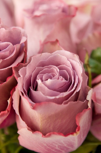 Lavender Roses Grey Knights