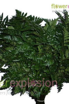 Leather-leaf Green Fern
