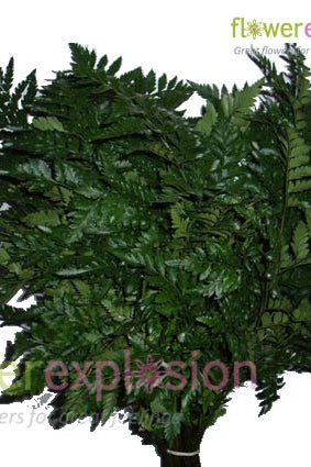 Leather-leaf Green Fern