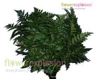 Leather-leaf Green Fern