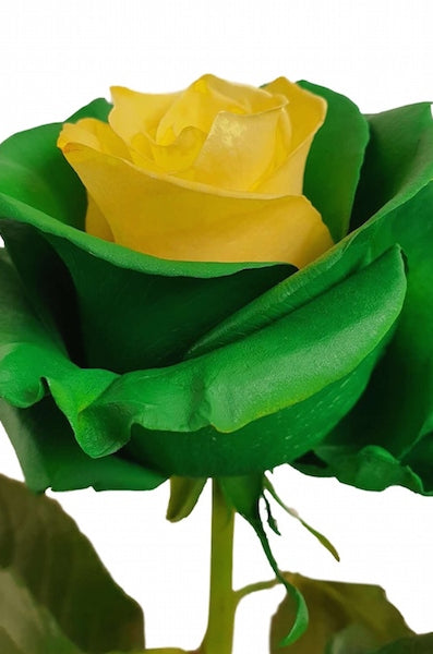 Yellow Green Rose