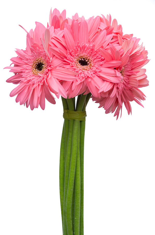 Light Pink Daisies