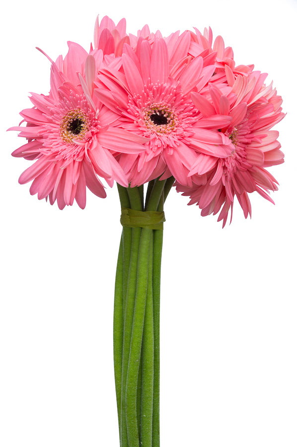 Light Pink Daisies