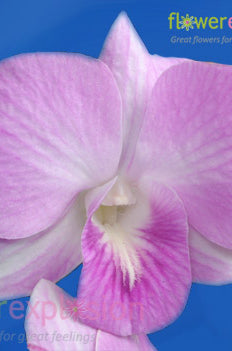 Light Pink Dendrobium