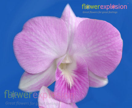 Light Pink Dendrobium