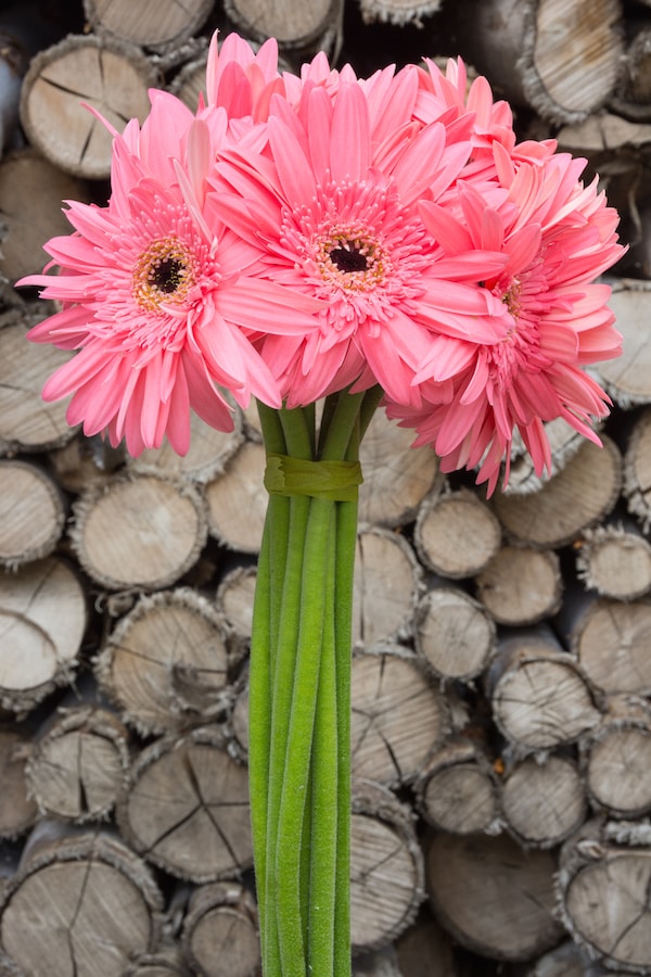 Light Pink Gerberas