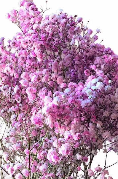light pink baby's breath tinted