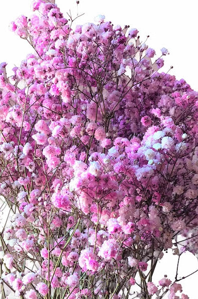 light pink baby's breath tinted