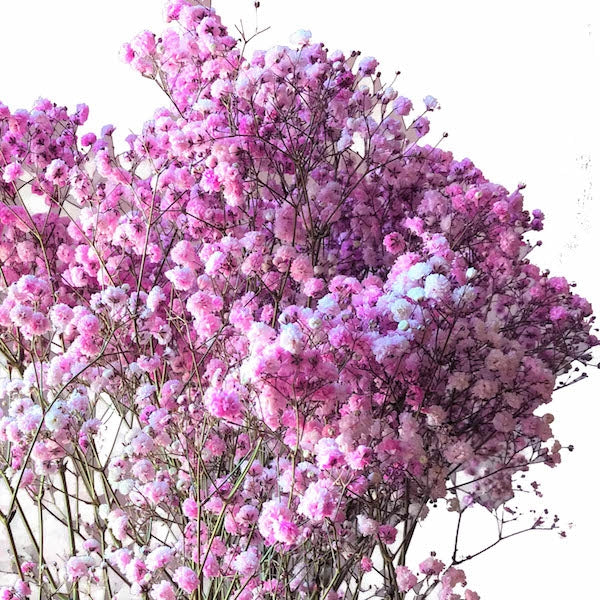 light pink baby's breath tinted