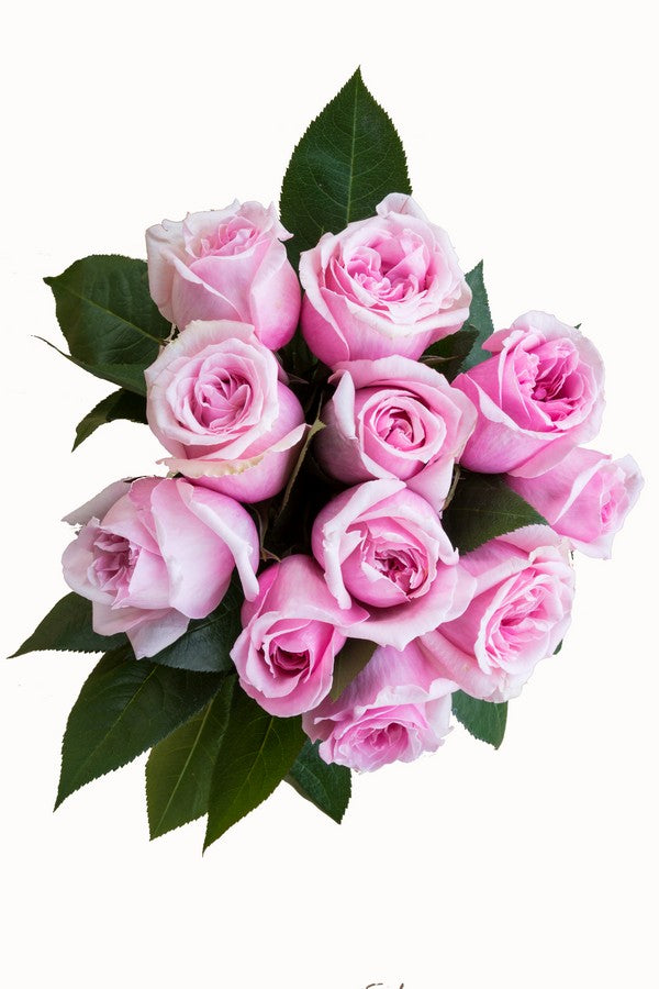 Light Pink Roses - Next Day Delivery