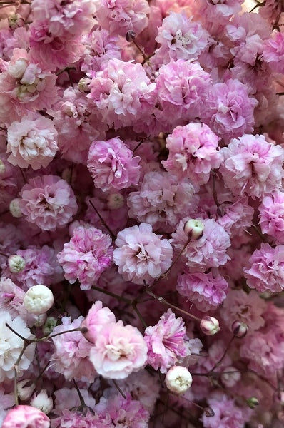 light pink tinted baby's breath