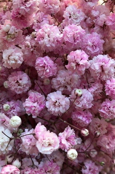 light pink tinted baby's breath