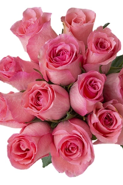classic light pink vday roses